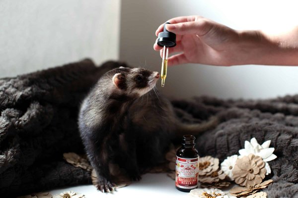 How to Prepare a Balanced Homemade Diet for a Ferret with Insulinoma?